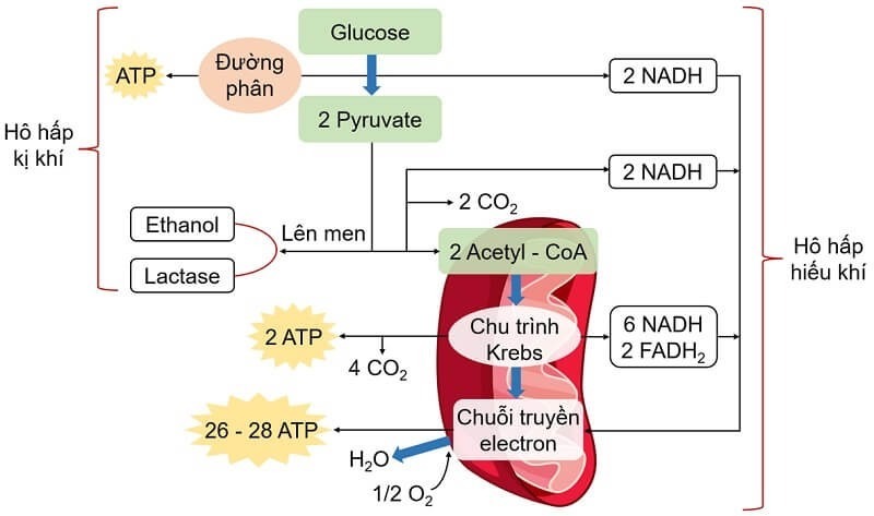 So sánh hô hấp kị khí và hô hấp hiếu khí